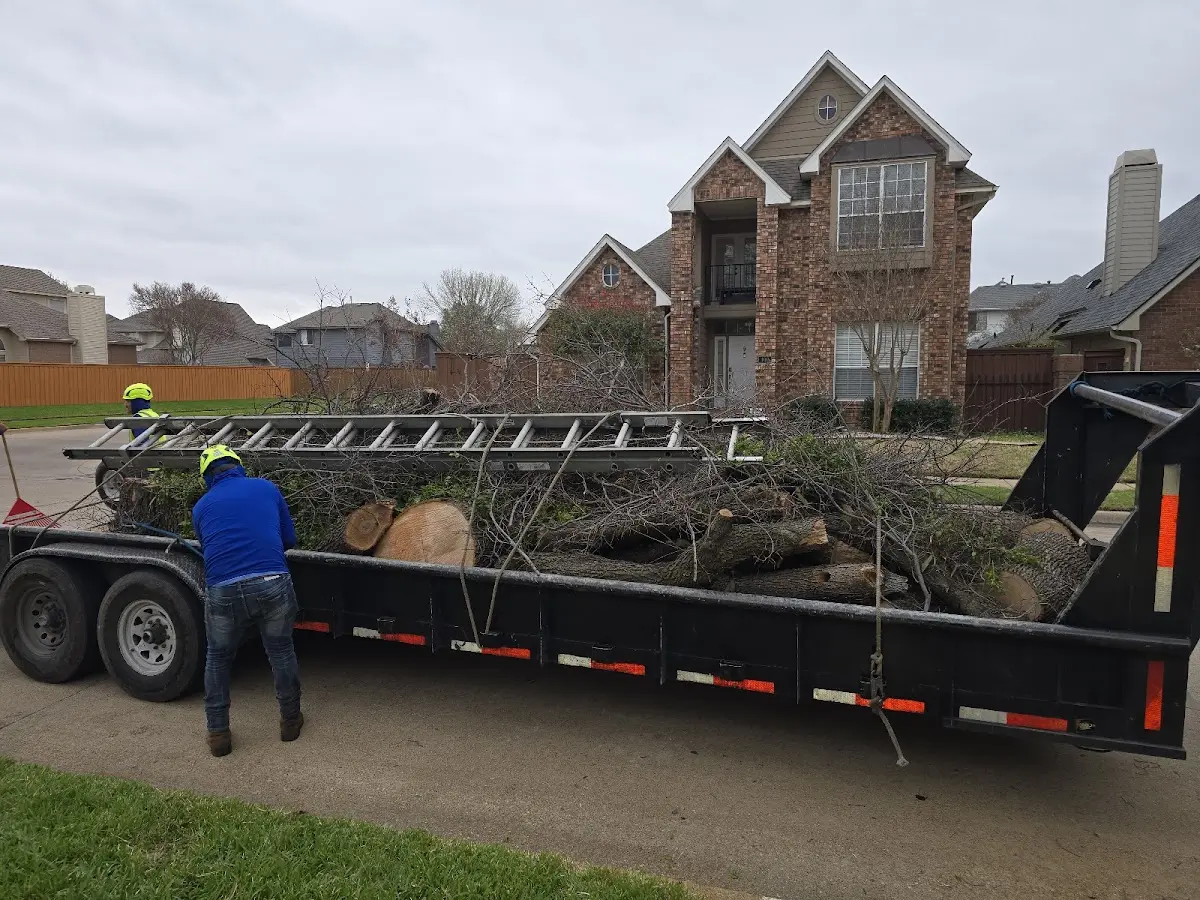 Expert Deadwooding with proper safety equipment in Aurora